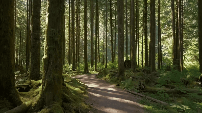 Sunlight filtering through a dense green forest during a mindful walk, representing forest bathing benefits